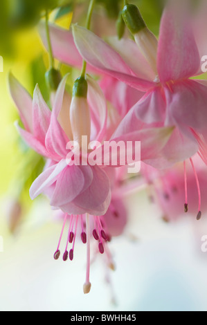Soft rosa fiori fucsia Foto Stock