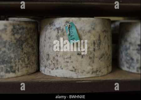 Grandi formaggi arrotonda la maturazione in una cantina a Quickes tradizionale fattoria di formaggio, Devon Foto Stock