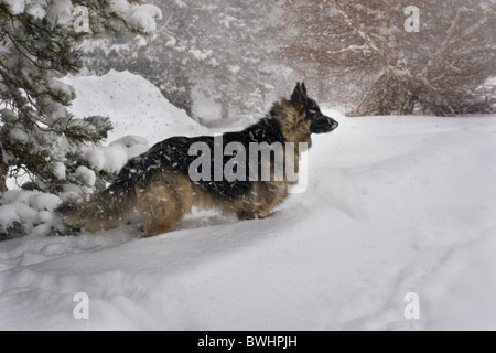 Lone capelli lunghi pastore tedesco cane in piedi nella neve guardare avanti Foto Stock