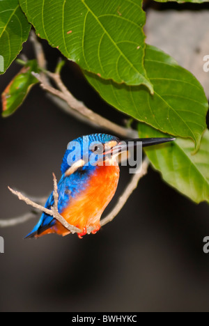 Piccolo uccello Kingfisher afferrando il ramo di un albero sul Sungai Kinabatangan della banca a Sabah, Borneo Malaysia Foto Stock