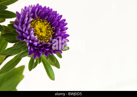 Viola la Cina (Aster chinensis Callistephus) fiore closeup Foto Stock