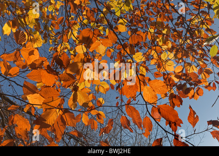 Foglie di faggio cambiando colore NORFOLK REGNO UNITO i primi di novembre Foto Stock