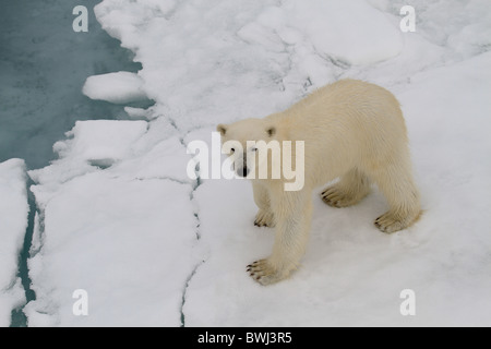 Sub-maschio adulto orso polare (Ursus maritimus) su ghiaccio floe, Spitzbergen, Svalbard artico, Norvegia Foto Stock