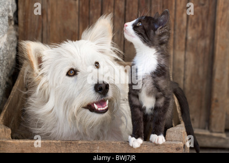 2 Animale animal amicizia ANIMALI gatti Gatto cane cani gatto domestico domestico cucciolo di cane mammifero mammiferi Outd Foto Stock