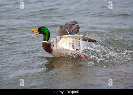 Mallard ano platyrhyncha I draghetti la balneazione Foto Stock