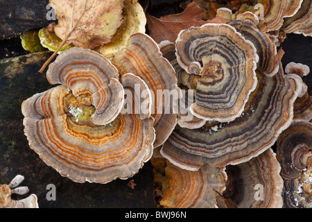Molti-zoned polypore Coriolus versicolor Foto Stock