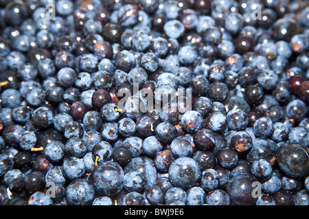 Raccolte di prugnole il frutto del prugnolo(Prunus spinosa, Hampshire, Inghilterra, Regno Unito Foto Stock