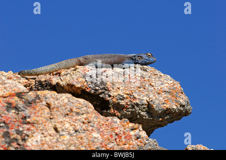 Southern Rock AGAMA SA, l'AGAMA SA atra, maschio, Namaqualand, Sud Africa Foto Stock