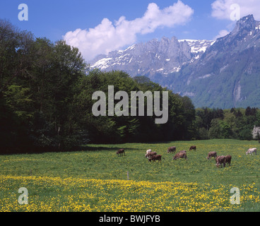 Paesaggio paesaggio di San Gallo valle del Reno vicino Sennwald canton San Gallo vacche flower prato prato moun in legno Foto Stock