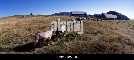 Paesaggio PAESAGGIO Alpe Salei Valle Onsernone Canton Ticino capre nanny-caprini Valle Onsernone Switzerlan Foto Stock