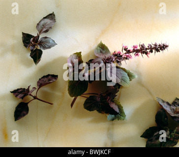 Purple Basil, erbe fresche Foto Stock