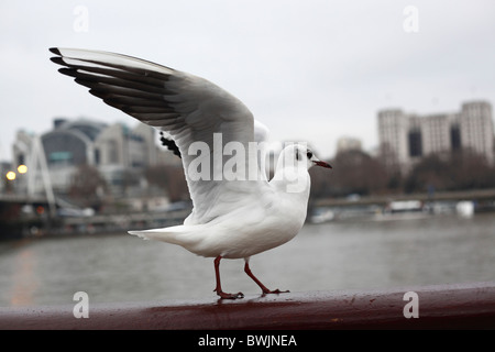 Seagull si appollaia Foto Stock