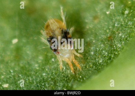 Femmina adulta acaro giallo (Tetranychus urticae) su una foglia Foto Stock