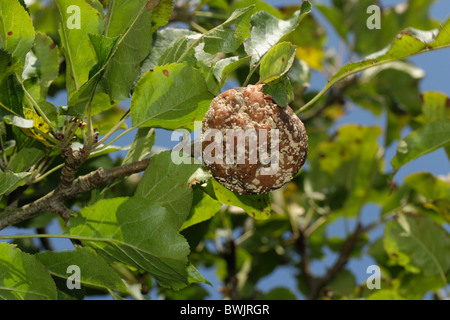 Marciume bruno (Monilinia fructigena) ftruit rot sulla coppia bramley mele Foto Stock