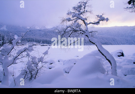 L'Europa, in Germania, in Baviera, vicino a Grainau, coperte di neve alberi sulla congelati fino Eibsee con Alpi bavaresi Foto Stock