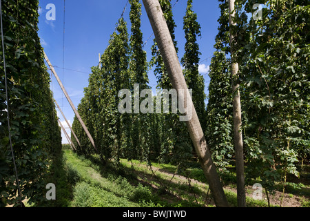 Il luppolo (Humulus lupulus) cresce in un cantiere di luppolo in Poperinge, Belgio Foto Stock