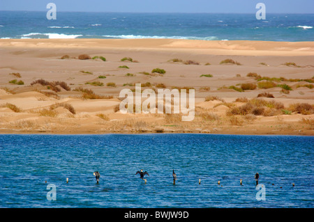 Sidi Wassay Marocco Nord Africa 10821672 cormorano cormorano Phalacrocorax carbo maroccanus scenario della costa atlantica della costa del mare Foto Stock