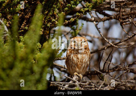 Sidi Wassay Marocco Africa Africa del nord 10821673 piccolo gufo civetta Athene noctua uccello parco nazionale de Souss-Massa Foto Stock