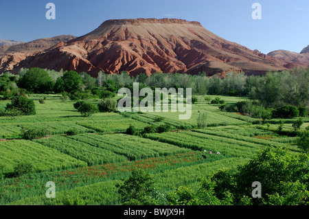 Boumaine Dades Marocco Africa Africa del nord 10821751 scenario i campi verdi irrigazione Agricoltura deserto Gorges du Dades Foto Stock