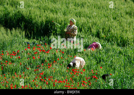 Boumaine Dades Marocco Nord Africa 10821752 il raccolto di papavero ritagliare le donne mogli gli agricoltori contadini agricoltura campi Gorges du Dades Foto Stock