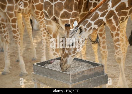 Per adulti (giraffa camelopardalis Giraffa) in corrispondenza di una stazione di alimentazione su Sir Bani Yas Island, EMIRATI ARABI UNITI Foto Stock