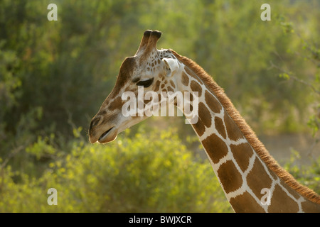 Testa di un adulto (giraffa camelopardalis Giraffa) contro Acacia thorn su Sir Bani Yas Island, EMIRATI ARABI UNITI Foto Stock