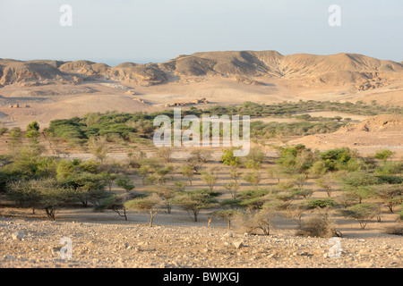 Acacia e altri alberi irrigati con acqua dissalata su Sir Bani Yas Island Riserva Naturale, EMIRATI ARABI UNITI Foto Stock