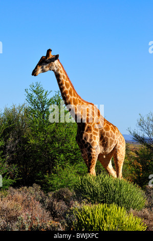 Una giraffa a piedi nei cespugli. Sud Africa. Foto Stock