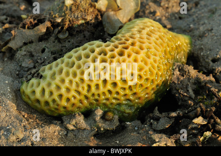 Stony Coral Porites solida sul Gilimanuk Beach, Bali, Indonesia, Asia Indo-pacifico Foto Stock