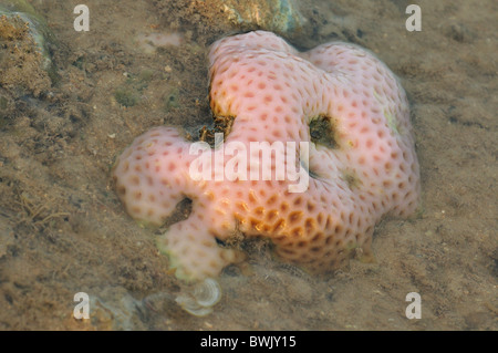 Stony Coral Porites solida sul Gilimanuk Beach, Bali, Indonesia, Asia Indo-pacifico Foto Stock