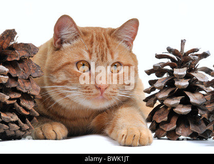 Gattino nascosto in grandi coni di pino Foto Stock