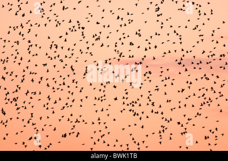 Un gregge di starling riempie il cielo della sera prima sono ' appollaiati a Brandon Marsh Warwickshire Foto Stock