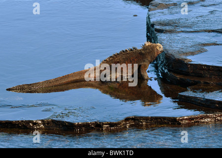 Iguana marina pascolo a l'oceano Foto Stock