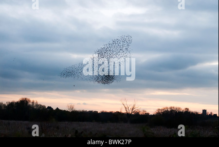 Murmuration esaltazione, un gregge di starling evitando le attenzioni di un caccia Sparviero a Brandon Marsh, Warwickshire Foto Stock