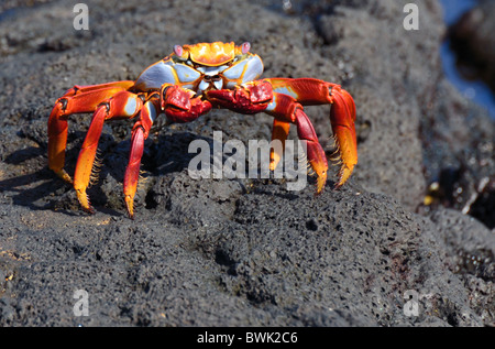 Sally Lightfoot Crab Foto Stock