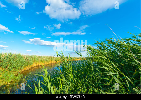 Canne palustri soffiando nel vento, vicino e lontano prospettiva, al laghetto, estate in una palude di Merrick, New York Foto Stock