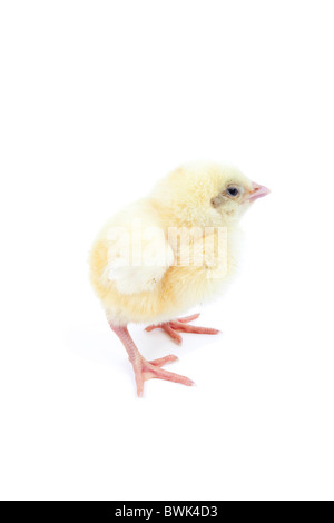 Pulcino di giovani in piedi isolato su sfondo bianco Foto Stock