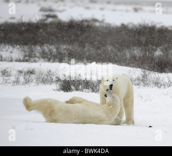 La coppia di orsi polari si rilassa. Gli orsi polari giocare. Nevica. Foto Stock