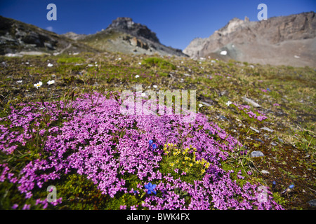 Moss campion (Silene acaulis) Foto Stock