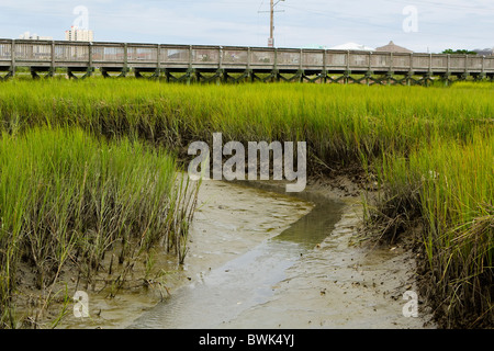 Tall liscia erbe Cordgrass abbondano nella fangosa palude di acqua salata le zone umide. Presi in città giardino, SC, a sud di Myrtle Beach, SC. Foto Stock