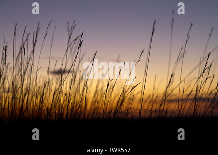 Il sole tramonta dietro un supporto aperto di erba alta Foto Stock