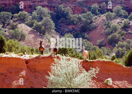 Cavalli selvaggi cavalli selvaggi di gioco incolto incolto animali paesaggio deserto paesaggio nazionale Navajo Foto Stock