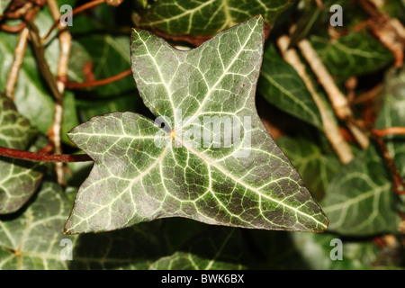 Foglie d'edera Hedera helix famiglia Araliaceae macro dettaglio della balestra Foto Stock