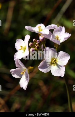 Il cuculo fiore cardamine pratensis o della Signora Famiglia Smock Brassicaceae Foto Stock