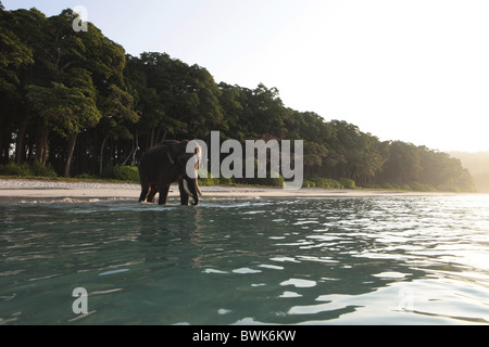 La balneazione elefante sul lungo 12 km Radha Nagar Beach a sunrise, Spiaggia 7, Havelock Island, Andamane, India Foto Stock