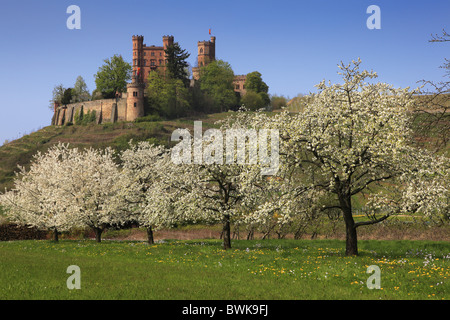 Fiore di Ciliegio, Ortenberg Castello, vicino a Offenburg, regione di Ortenau, Foresta Nera, Baden-Wuerttemberg, Germania Foto Stock