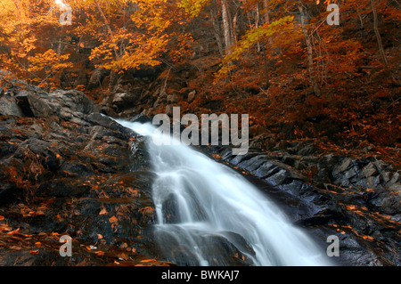 Mac Intosh Brook cascata brook stream autunno foresta di legno di legno di autunno paesaggio paesaggio estate indiana cape Foto Stock