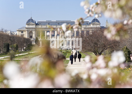 La fioritura dei ciliegi nel parco che circonda il museo di storia naturale e il Musée national d'histoire Naturelle di Parigi, Francia, Europa Foto Stock