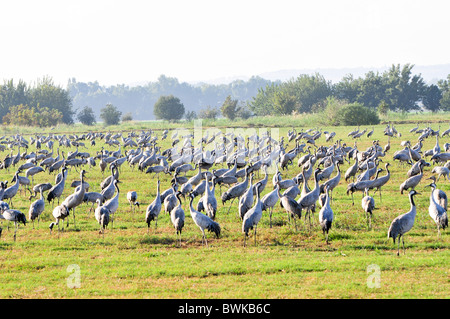 Gru comune (grus grus). Foto Stock