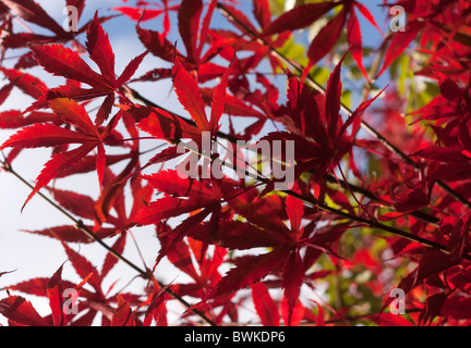 Autunno foglie di acero contro il cielo blu. Foto Stock